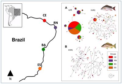 Phylogeography and Historical Demography of Two Sympatric Atlantic Snappers: Lutjanus analis and L. jocu